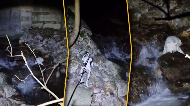 Filmsko iskanje slepe psičke in krik veselja, ko so jo zagledali v kanjonu: "Aleluja, našli smo jo!" (VIDEO) (foto: Facebook / K9 iskanje pogrešanih - Slovenija)