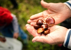 Sezona nabiranja kostanja se je začela: vse, kar morate vedeti, da si zagotovite polno košaro