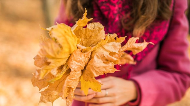 Čudež narave: ste vedeli, zakaj listje jeseni spremeni barvo? (foto: Profimedia)