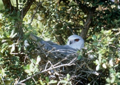 V Sloveniji prvič v zgodovini opazili prav posebno ptico (še je čas, da jo vidite v živo!)