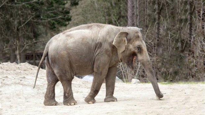 Ste se tudi vi spraševali, zakaj je slonica Ganga v ZOO Ljubljana sama in brez slonjega prijatelja? (foto: ZOO Ljubljana)