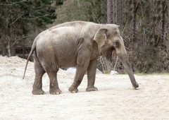 Ste se tudi vi spraševali, zakaj je slonica Ganga v ZOO Ljubljana sama in brez slonjega prijatelja?
