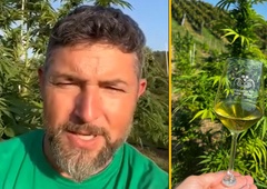 Mariborčan prvi na svetu pridelal vino iz ... konoplje