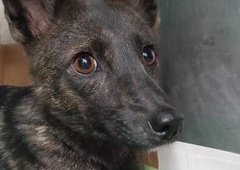 Zakaj prvi hibrid med psom in lisico znanstvenike spravlja v skrbi?