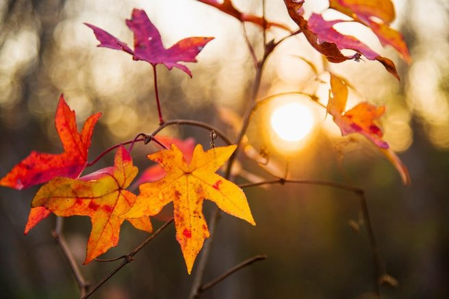 Takšno vreme nas čaka v prihodnjih dneh (nič kaj sončno ne bo)