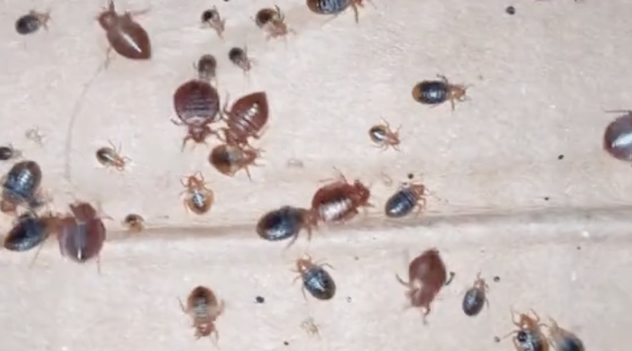 Trdovratne stenice po Parizu zavzele še London, ob teh posnetkih boste obnemeli (VIDEO) (foto: TikTok/posnetek zaslona/naturalstatepestcontrol)