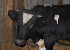 Splet preplavile fotografije goveda, ki je v hlevu do kolen v iztrebkih (tudi to je Slovenija!)