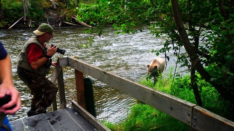 Fotograf na Aljaski posnel velikanskega medveda, ki se ga je prijelo ime 'pošastni medved' (VIDEO)