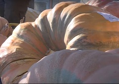 Nov Guinnessov rekord: na tekmovanju zmagala gigantska buča, ki tehta kar ...