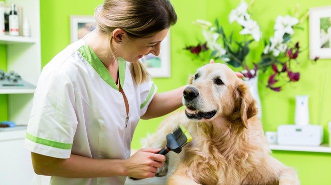 Ste vedeli, da pasja uš prenaša trakuljo, s katero se lahko okuži tudi človek? (Prepoznajte znake) (foto: Profimedia)