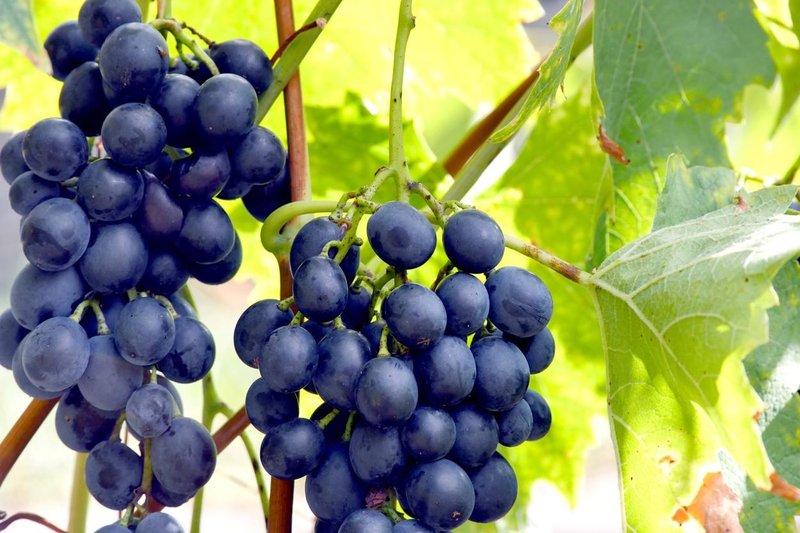 Vas muči nespečnost? Pri premagovanju težave lahko pomaga to sadje
