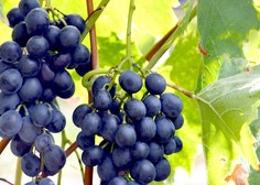 Na Krasu letos pobrali manj grozdja: "Temu se bomo morali prilagoditi, saj ga  bomo imeli v prihodnje še manj"