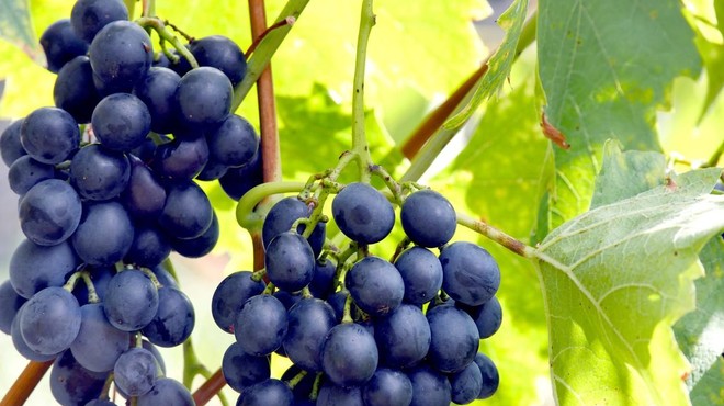 Na Krasu letos pobrali manj grozdja: "Temu se bomo morali prilagoditi, saj ga  bomo imeli v prihodnje še manj" (foto: Profimedia)