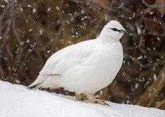 Poznate edino ptico, ki se pozimi obarva v belo in ima edina sneg še raje kot smučarji?