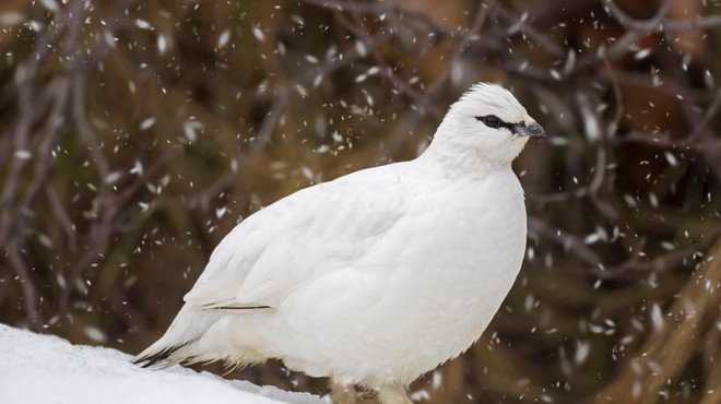 Poznate edino ptico, ki se pozimi obarva v belo in ima edina sneg še raje kot smučarji? (foto: Profimedia)
