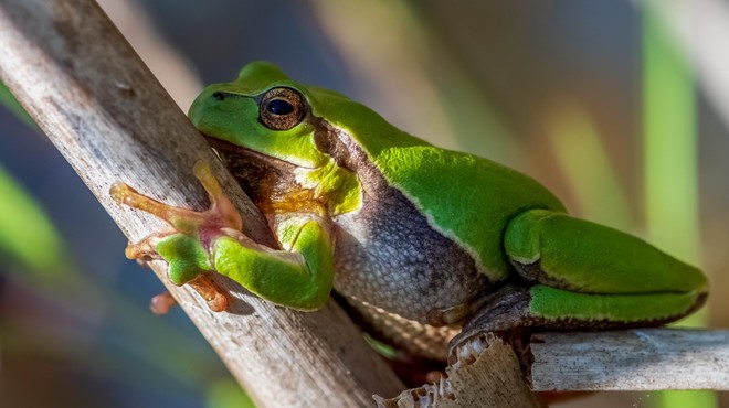 Žabe ženskega spola imajo prav posebno tehniko, da se otresejo neželenih snubcev (foto: Profimedia)