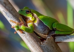 Žabe ženskega spola imajo prav posebno tehniko, da se otresejo neželenih snubcev