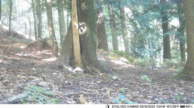 Opazite, katera žival se skriva na tej fotografiji? (foto: Lovska zveza Slovenije / Facebook)