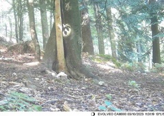 Opazite, katera žival se skriva na tej fotografiji?