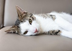 Menjavanje letnih časov vpliva tudi na mačke (ste opazili te spremembe?)