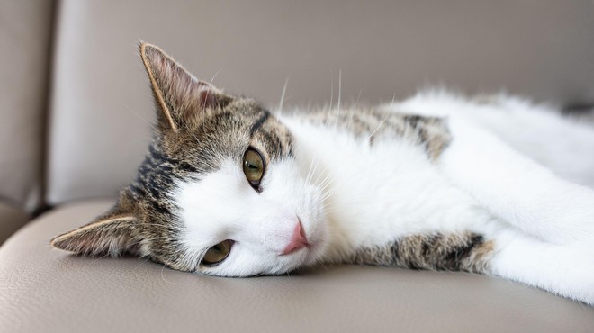 Menjavanje letnih časov vpliva tudi na mačke (ste opazili te spremembe?) (foto: Profimedia)