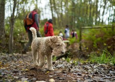 V gozdovih te dni psom preti nevarnost, ki je lahko tudi usodna