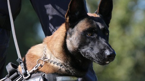 Tudi življenje malih kosmatincev piše čustvene zgodbe: pes Slovenske policije pred zahtevno preizkušnjo