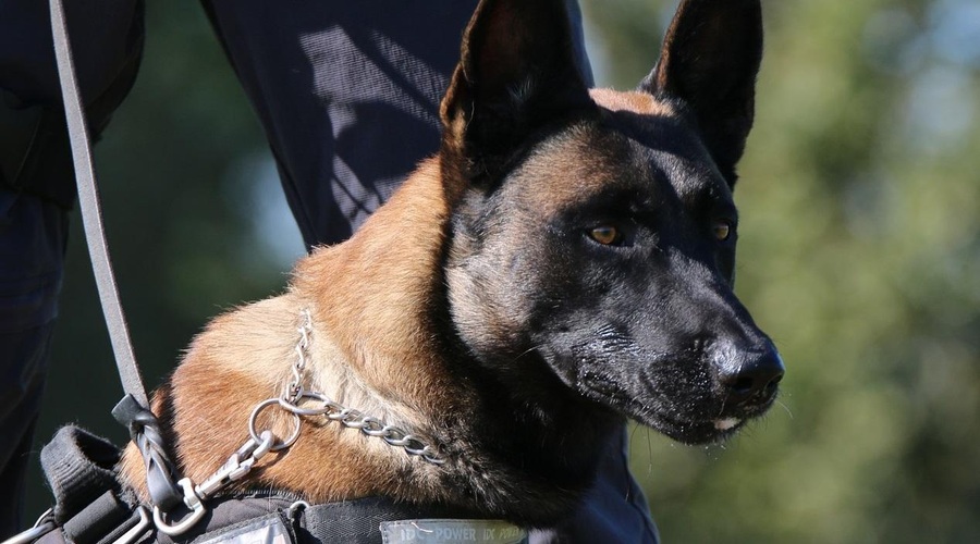 Tudi življenje malih kosmatincev piše čustvene zgodbe: pes Slovenske policije pred zahtevno preizkušnjo (foto: Slovenska policija / Facebook)