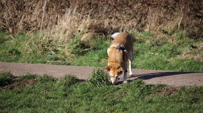 Pasji lastniki, pozor: že drugič v kratkem času na isti lokaciji nekdo na okruten način skuša škodovati psom (foto: Profimedia)