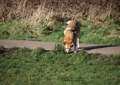 Pasji lastniki, pozor: že drugič v kratkem času na isti lokaciji nekdo na okruten način skuša škodovati psom
