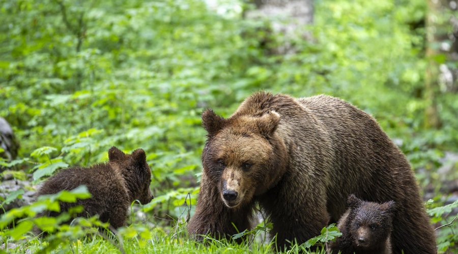 VIDEO: Kamera ujela medvedjo družino na travniku (si predstavljate, da jo srečate v živo?) (foto: Profimedia)