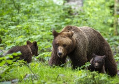 VIDEO: Kamera ujela medvedjo družino na travniku (si predstavljate, da jo srečate v živo?)
