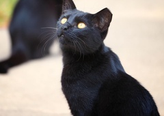 Kaj pomeni majhna zareza na levem uhlju, ki jo imajo številne mačke? (Nekaj dobrega!)