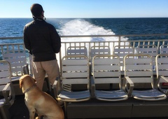 Nova pravila Jadrolinije spravljajo v stisko lastnike psov: na določenih linijah prepovedane večje pasme psov!