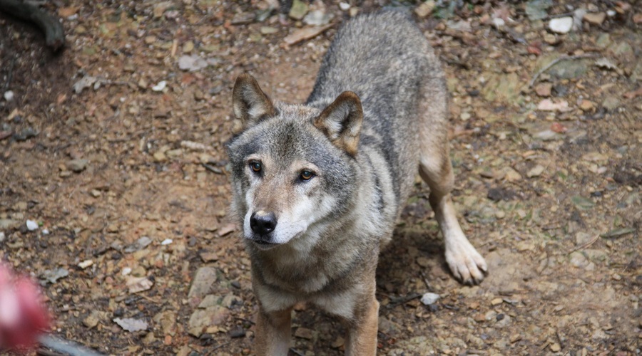 Volkovi v ZOO Ljubljana se že pripravljajo na noč čarovnic (VIDEO) (foto: Profimedia)