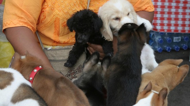 Policija razbila družbo tihotapcev živali, v njej pa so aktivno sodelovali tudi veterinarji! (foto: Profimedia)