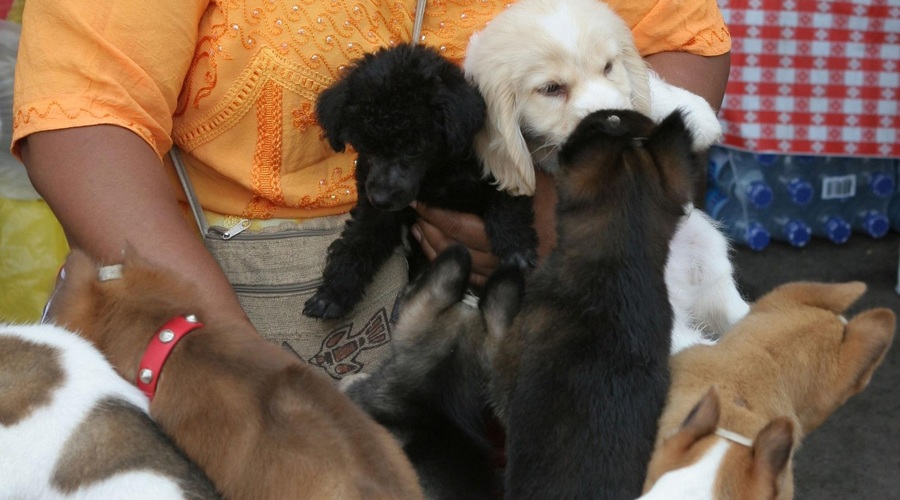 Policija razbila družbo tihotapcev živali, v njej pa so aktivno sodelovali tudi veterinarji! (foto: Profimedia)
