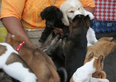 Policija razbila družbo tihotapcev živali, v njej pa so aktivno sodelovali tudi veterinarji!