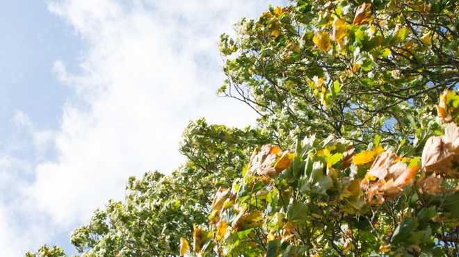 Sistematični pregledi dreves: Celje skrbi za zdravje svojega zelenja (foto: Profimedia)