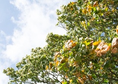 Sistematični pregledi dreves: Celje skrbi za zdravje svojega zelenja