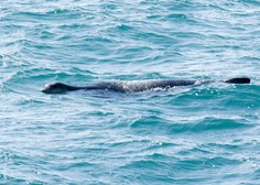 Skrivnostna žival tokrat opažena v morju ob črnogorski obali: "Mislil sem, da je potapljač"