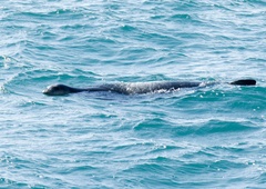 Skrivnostna žival tokrat opažena v morju ob črnogorski obali: "Mislil sem, da je potapljač"