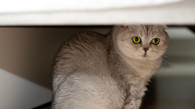 Povsem vsakdanji predmeti, ki se jih mačke na smrt bojijo (foto: Profimedia)