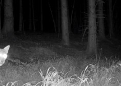Kamera ujela zanimivo dogajanje v kočevskem gozdu