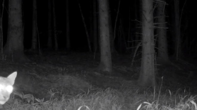 Kamera ujela zanimivo dogajanje v kočevskem gozdu (foto: Kočevsko Facebook/posnetek zaslona)