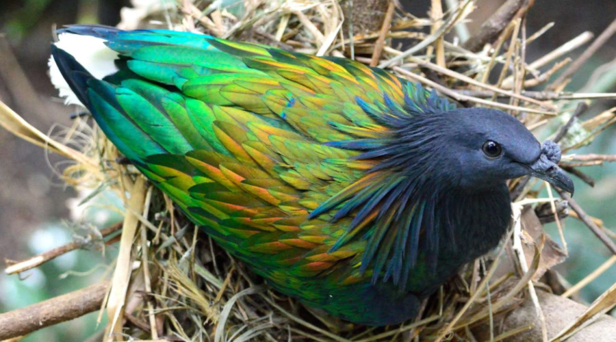 V Celje prišel prav poseben ptič: je sorodnik slavne ptice dodo, ki mu v naravi grozi izumrtje (foto: Tropska hiša Celje)