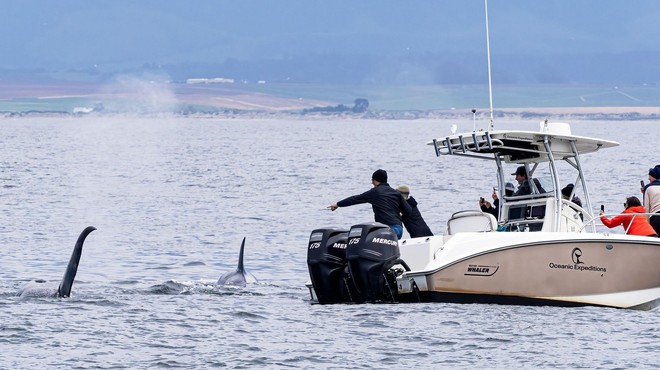 Noro presenečenje: odšli na opazovanje kitov in doživeli nekaj nepričakovanega (videli in posneli so Frostyja!) (foto: Profimedia)