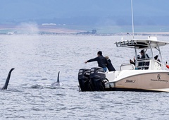 Noro presenečenje: odšli na opazovanje kitov in doživeli nekaj nepričakovanega (videli in posneli so Frostyja!)