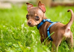 Izbira pasjega imena ima tudi znanstvena priporočila (katere črke niso najboljše?)