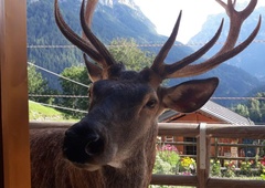 Lovec pokončal jelena, ki je bil izredno priljubljen med domačini